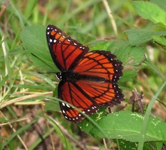 Limenitis archippus floridensis