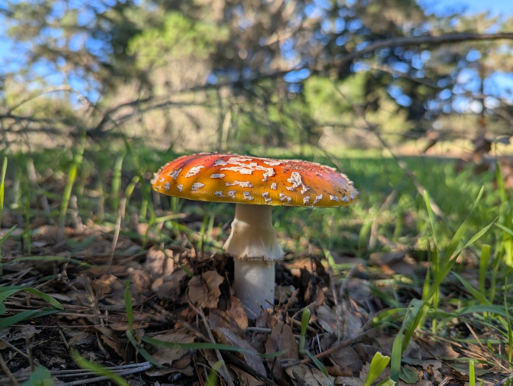 Amanita muscaria flavivolvata · January 2026 · photo: © alex_wentworth (iNaturalist, cc-by)