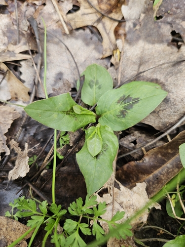 American jumpseed