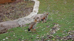 Alopochen aegyptiaca