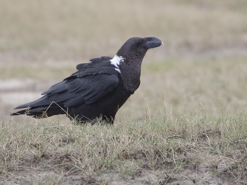 White-Necked Raven