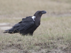 White-Necked Raven photo 1