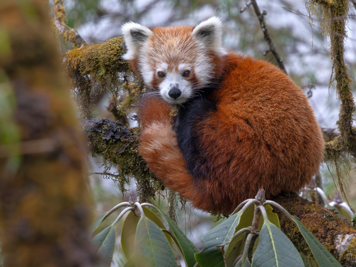 Himalayan Red Panda