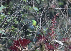Chlorophonia occipitalis