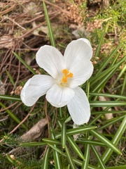 Crocus vernus