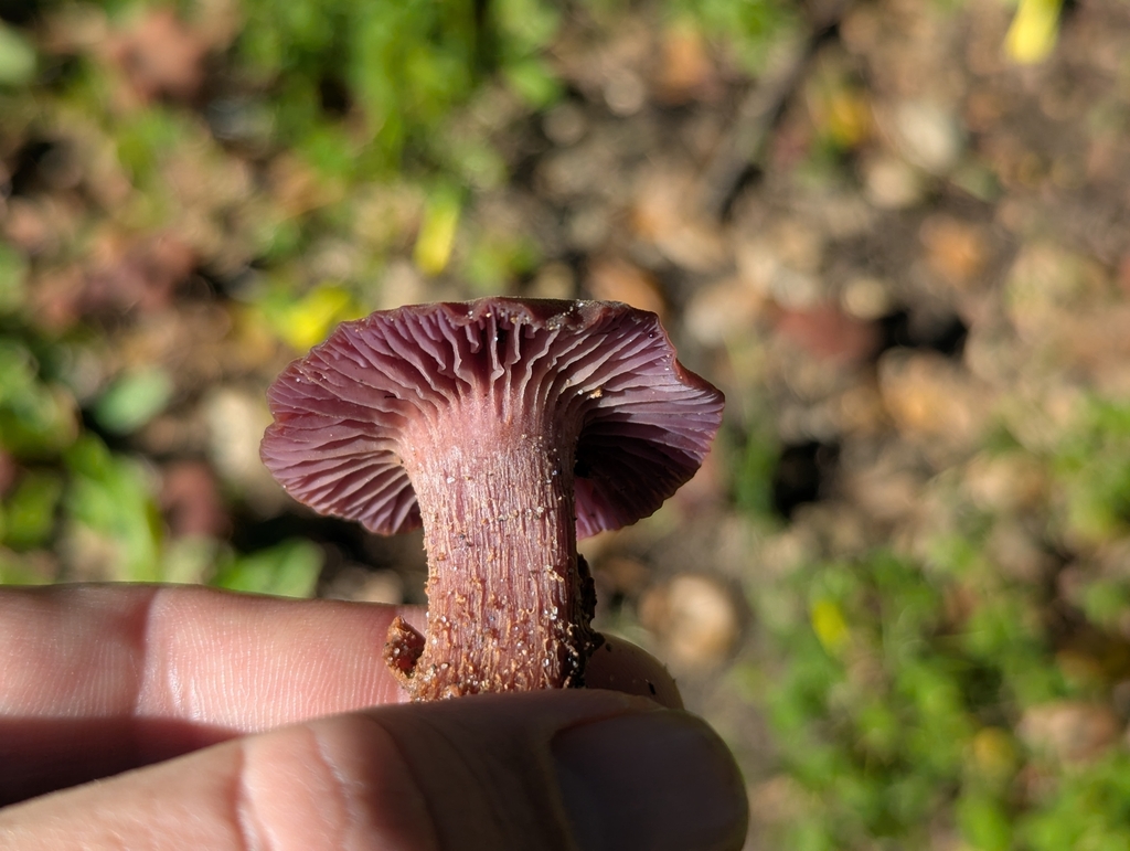 Laccaria amethysteo-occidentalis · January 2026 · photo: © alex_wentworth (iNaturalist, cc-by)