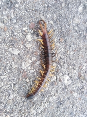 Scolopendra gigantea