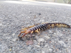 Scolopendra gigantea