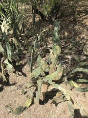 Opuntia karwinskiana