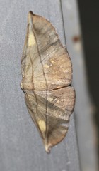 Xenomusa metallica