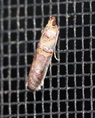 Hypargyria metalliferella