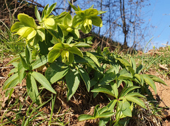 Helleborus odorus