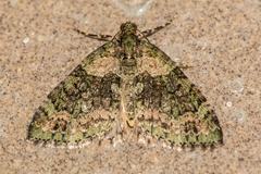 Hammaptera parinotata