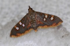 Prophantis