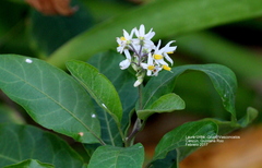 Solanum donianum