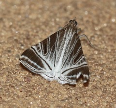 Phrataria replicataria