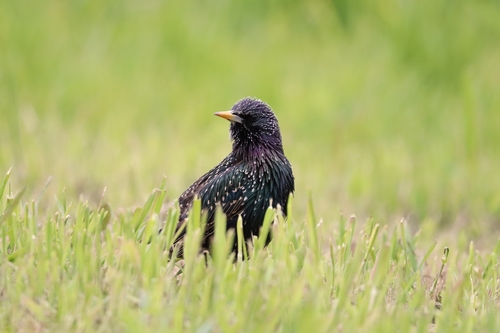 Estornino pinto (Sturnus vulgaris)