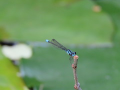 Acanthagrion lancea