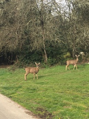 Odocoileus hemionus columbianus