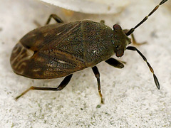 Stygnocoris fuligineus