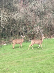 Odocoileus hemionus columbianus