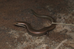 Riopa punctata