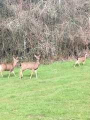 Odocoileus hemionus columbianus