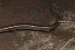 Riopa punctata