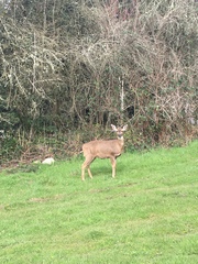 Odocoileus hemionus columbianus