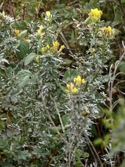Chamaecytisus austriacus