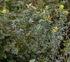 Chamaecytisus austriacus