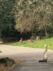 Odocoileus hemionus columbianus