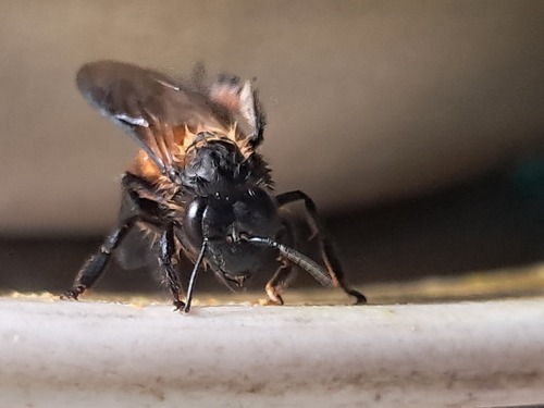 Giant Honey Bee