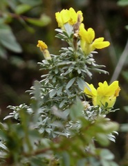Chamaecytisus austriacus