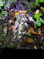 Polythysana rubrescens