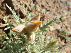 Mentzelia lindleyi