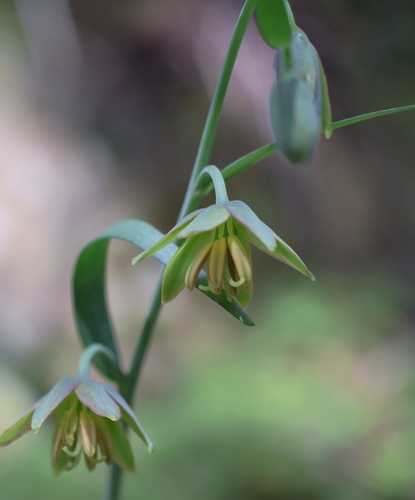 Fritillaria micrantha, photograph 1