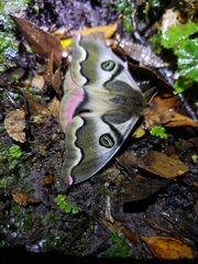 Polythysana rubrescens