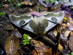 Polythysana rubrescens