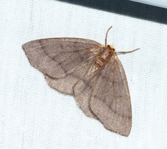 Lambdina pellucidaria