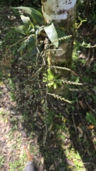 Racinaea spiculosa, photograph author not stated, no rights reserved