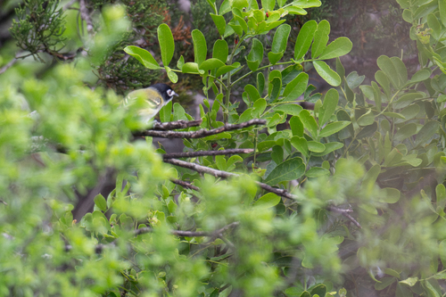 Black-capped Vireo (Vireo atricapilla), photo 4