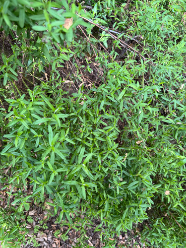 iNaturalist observation photo of Dicots