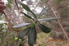 Myrsine lessertiana