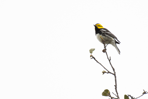 Golden-cheeked Warbler (Setophaga chrysoparia), photo 6