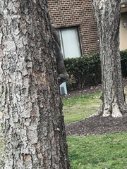 Sciurus carolinensis