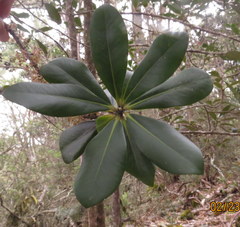 Myrsine lessertiana