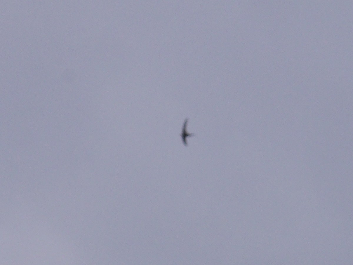 Apus apus (Linnaeus, 1758)