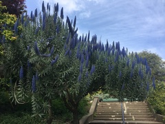 Echium pininana
