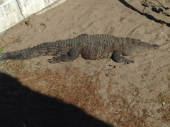 Crocodylia